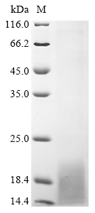 SDS-PAGE