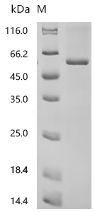 SDS-PAGE