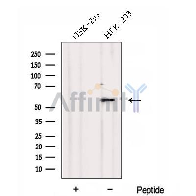 Валидация Affinity DF12954 - 7719