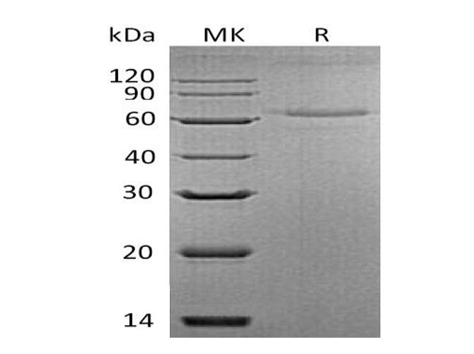 Валидация Elabscience PKSM041088(5008)
