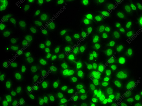 Иммунофлуоресценция, SETD8, клетки MCF-7
