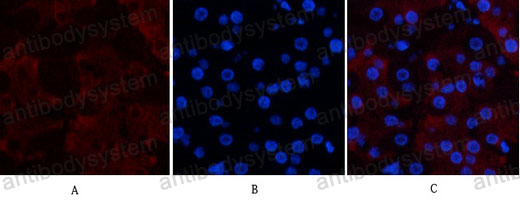 Валидация IF - AntibodySystem RHC21301 (335)