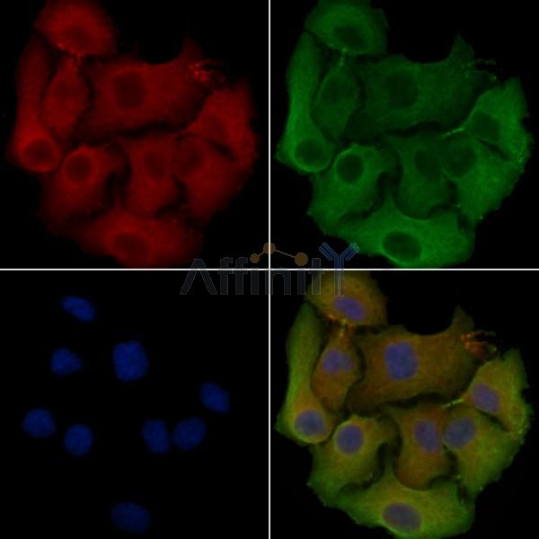 Валидация Affinity DF4459 - 15981