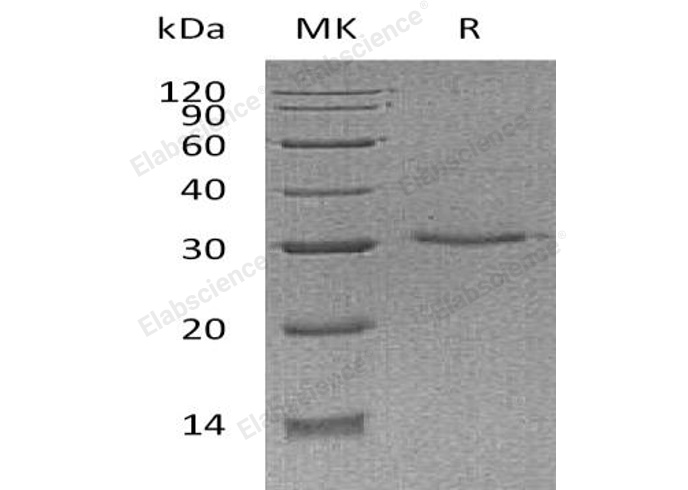 Валидация Elabscience PKSH033220(3564)