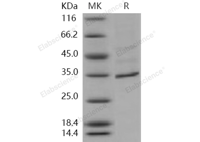 Валидация Elabscience PKSH030946(1769)