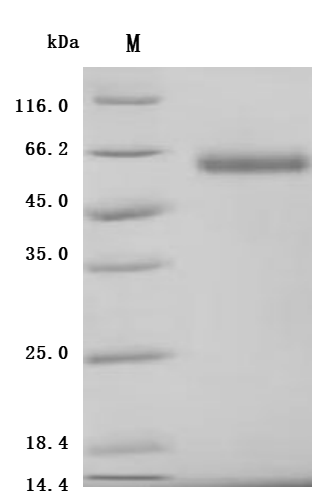 SDS-PAGE