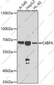 Вестерн-блоттинг, C4BPA, различные клеточные линии