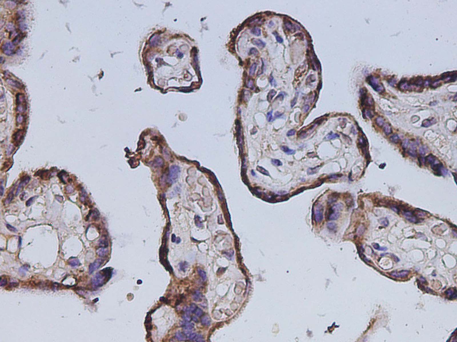 Валидация Elabscience D-AB-10454L