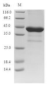SDS-PAGE