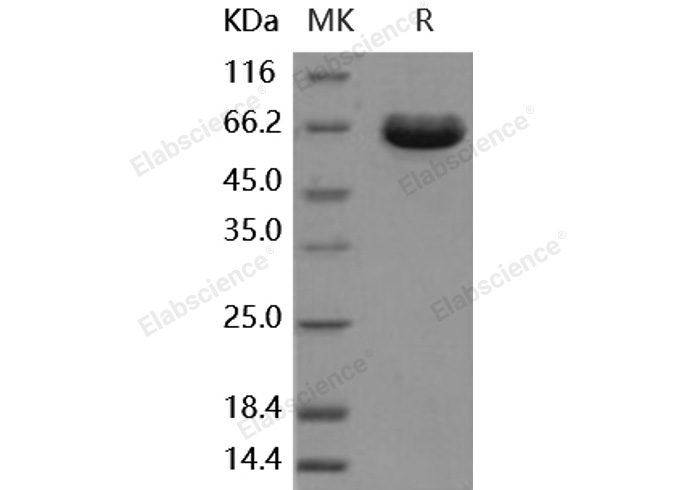 Валидация Elabscience PKSH031782(2417)