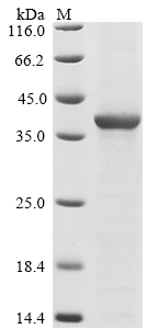 SDS-PAGE