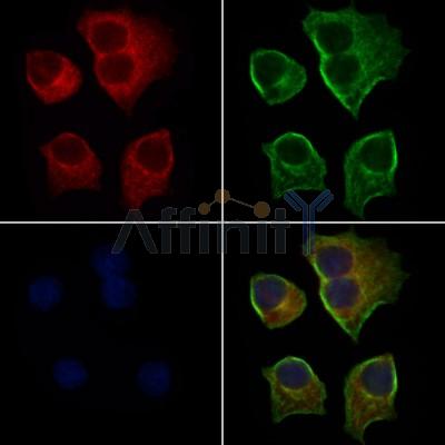 Валидация Affinity DF6956 - 18571