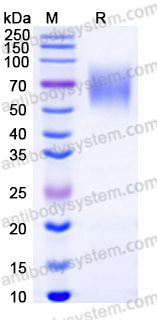 AHJ03703, SDS-PAGE