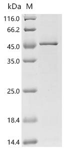 SDS-PAGE