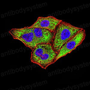 Валидация IF - AntibodySystem RHJ92403