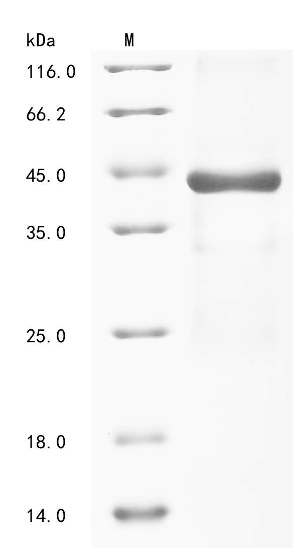 SDS-PAGE