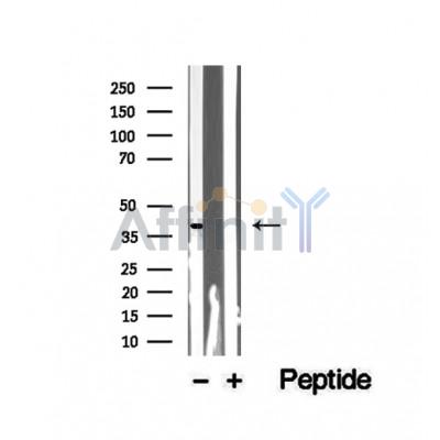 Валидация Affinity DF12509 - 7099
