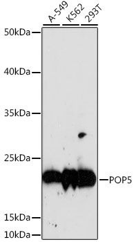 Валидация Elabscience E-AB-66843