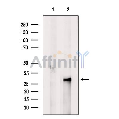Валидация Affinity DF9509 - 22143