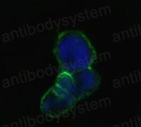 Валидация IF - AntibodySystem RHD92601