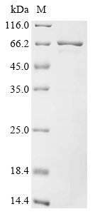 SDS-PAGE