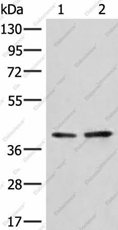 Вестерн-блоттинг, HNRNPA3, клетки A172 и LO2