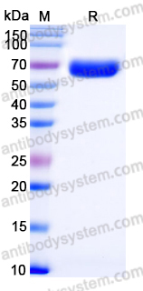 EHN80801, SDS-PAGE
