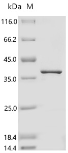 SDS-PAGE