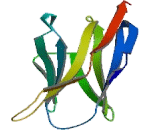 Programmed Cell Death Protein 1 (PDCD1)