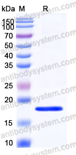 AHB95602, SDS-PAGE