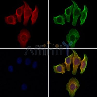 Валидация Affinity DF8518 - 20387