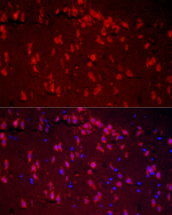 Валидация Elabscience E-AB-92804