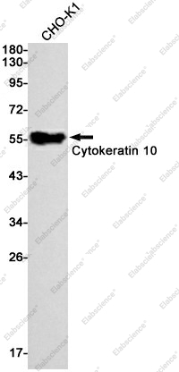 Вестерн-блоттинг, Cytokeratin 10, клетки CHO-K1