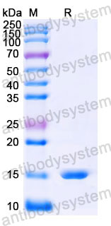 Валидация SDS-PAGE - AntibodySystem RHJ42901