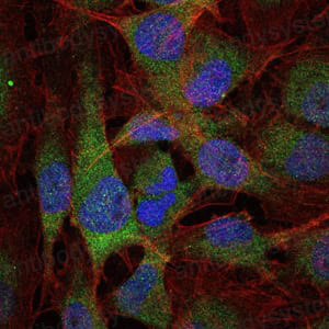 Валидация IF - AntibodySystem RHD35901