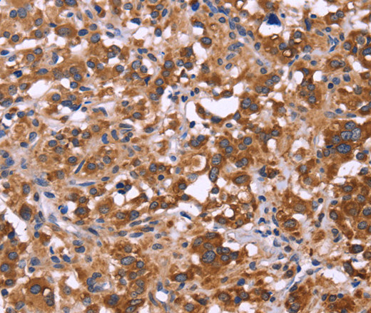 Валидация Elabscience E-AB-11064