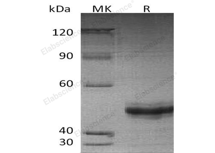 Валидация Elabscience PKSH032411(2891)