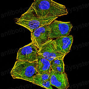 Валидация IF - AntibodySystem RHJ90505