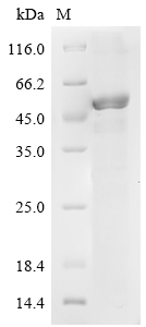 SDS-PAGE