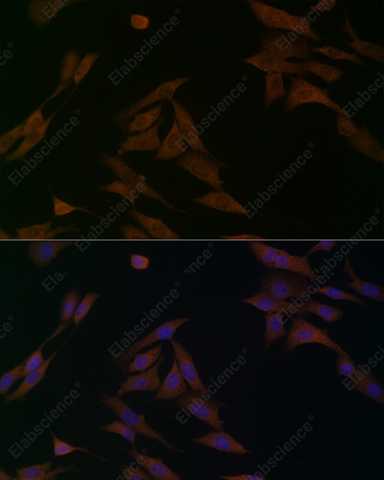 Иммунофлуоресценция, BCAT1, клетки NIH/3T3