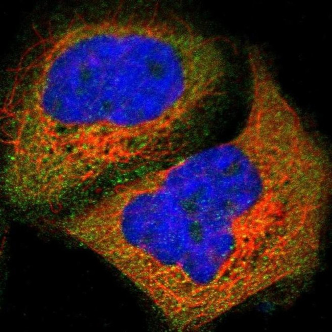 Валидация AssayVector ARM2743(5306)