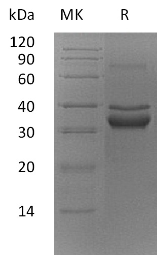 Валидация Elabscience PKSM041177(5085)