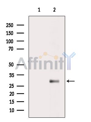 Валидация Affinity DF14957 - 11143