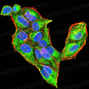 Валидация IF - AntibodySystem RHD39304