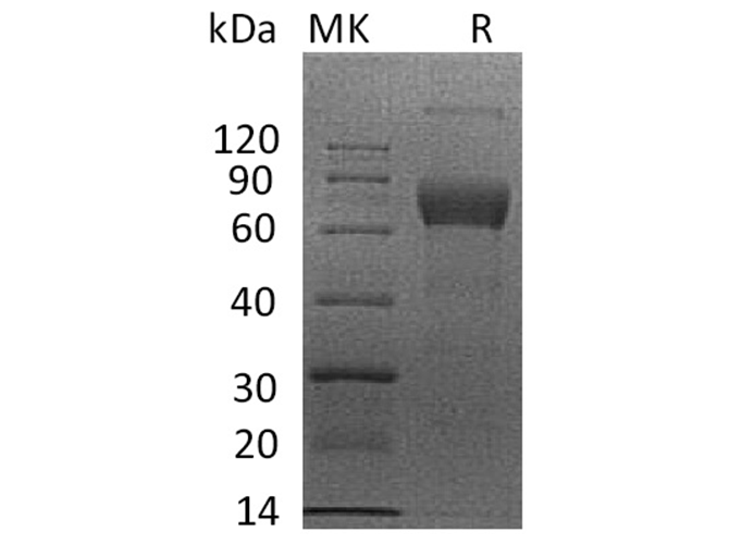 Валидация Elabscience PKSH033612(3901)