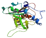 Sirtuin 4 (SIRT4) Sirtuin 4 (SIRT4)