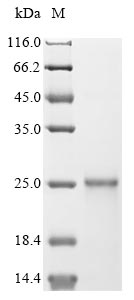 SDS-PAGE