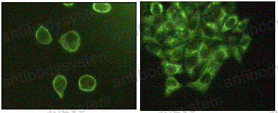 Валидация IF - AntibodySystem RHF00402
