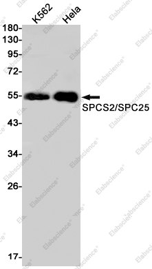 Вестерн-блоттинг, SPCS2/SPC25, клетки K562 и HeLa