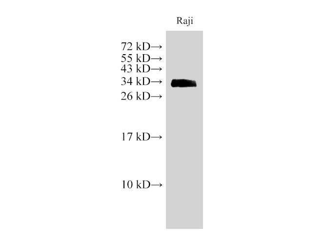 Вестерн-блоттинг, CD74, клетки Raji